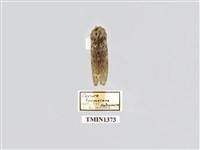 藏品(楊二尾舟蛾)的圖片